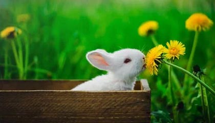 凤凰娱乐APP|跑步赛事v2.9.2